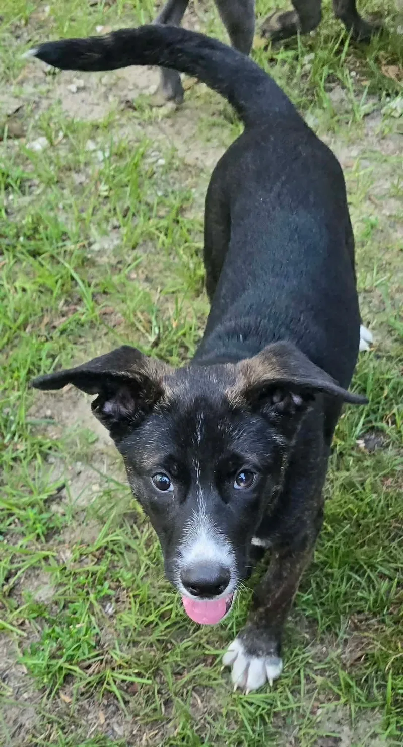 A baby medium-sized female Black Mixed Breed dog named Twila for adoption in BONIFAY, FL