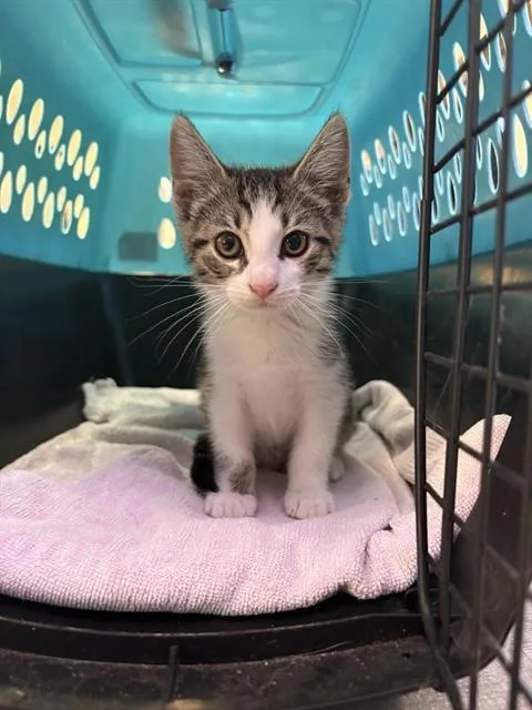 A baby small-sized female Domestic Short Hair cat named Italia for adoption in Sugar Land, TX