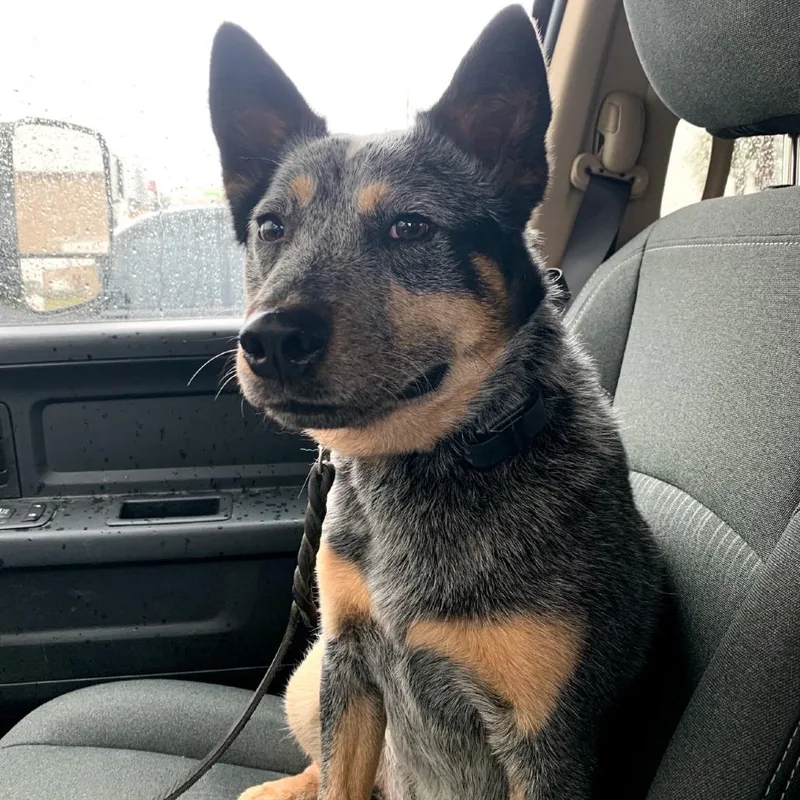 An adult medium-sized male Black Australian Cattle Dog / Blue Heeler dog named Zeus for adoption in Baton Rouge, LA