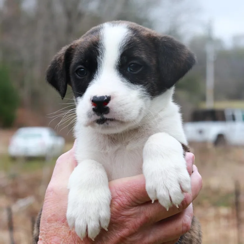 A baby medium-sized male Black Shepherd dog named Ct Mazda Avail Apr for adoption in Eastford, CT