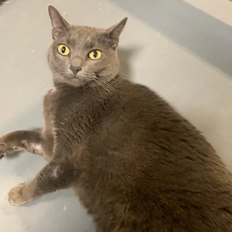 A senior medium-sized female Domestic Short Hair cat named Kayla for adoption in South Bend, IN