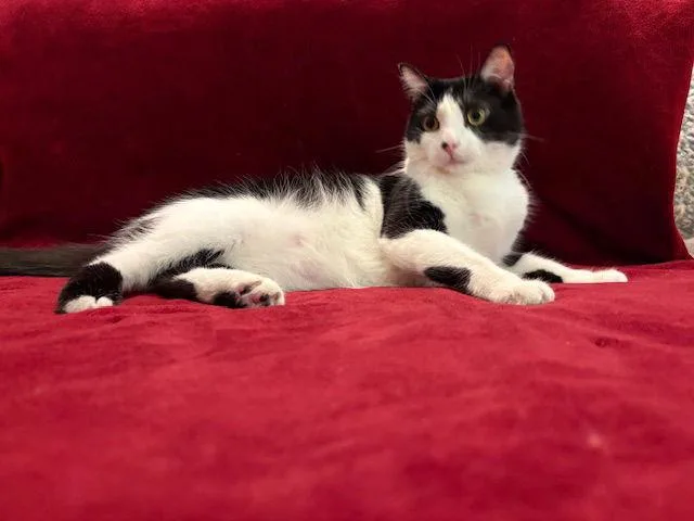 Mr. "bo"jangles  A thumbnail 2