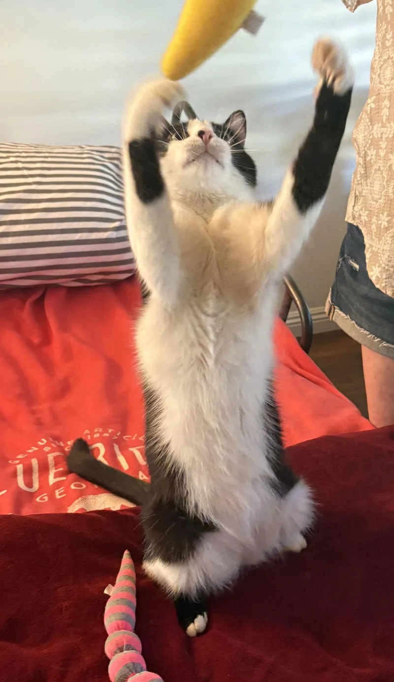 Mr. "bo"jangles  A thumbnail 3