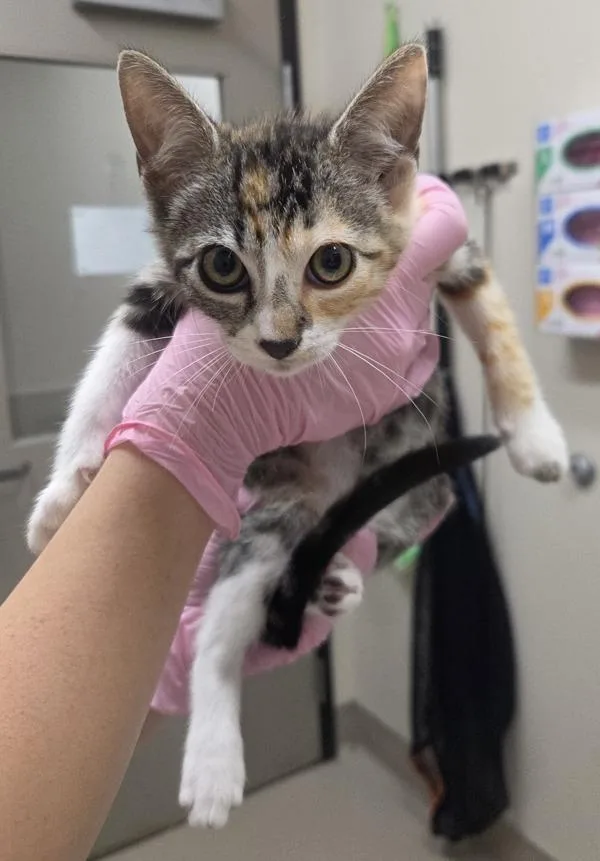 A baby small-sized female Domestic Short Hair cat named Sharon Ventura for adoption in El Cajon, CA
