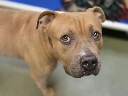 An adult large-sized male American Bulldog dog named Bishop for adoption in Woodbury, MN