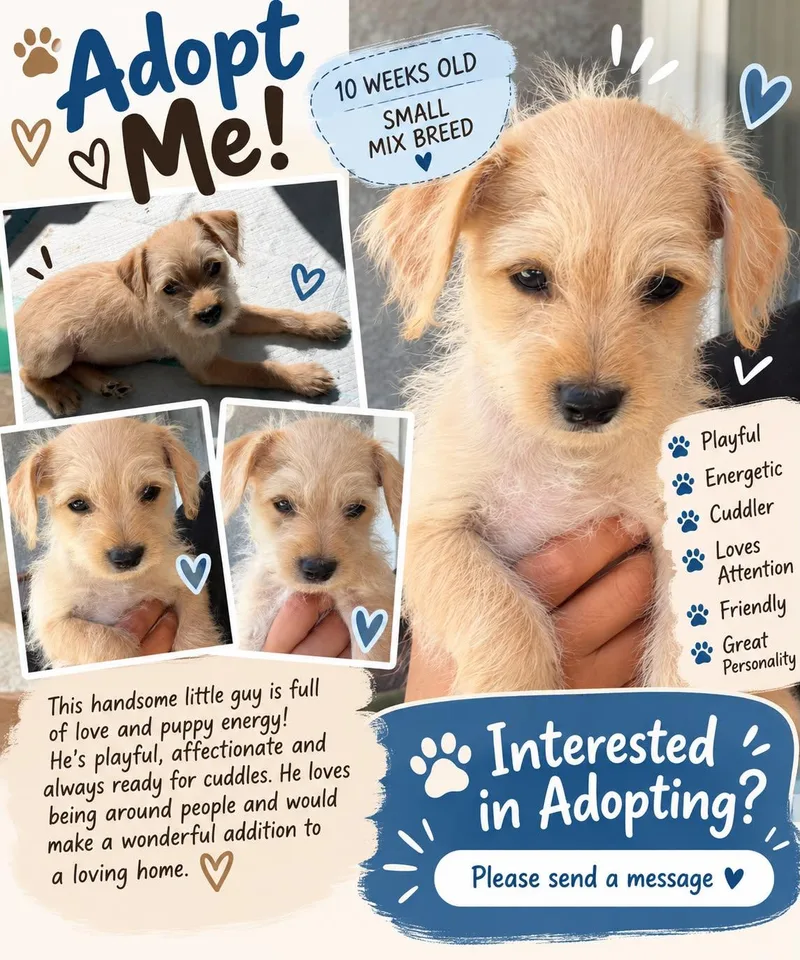 A baby small-sized male Miniature Poodle dog named Teddy for adoption in Los Angeles, CA