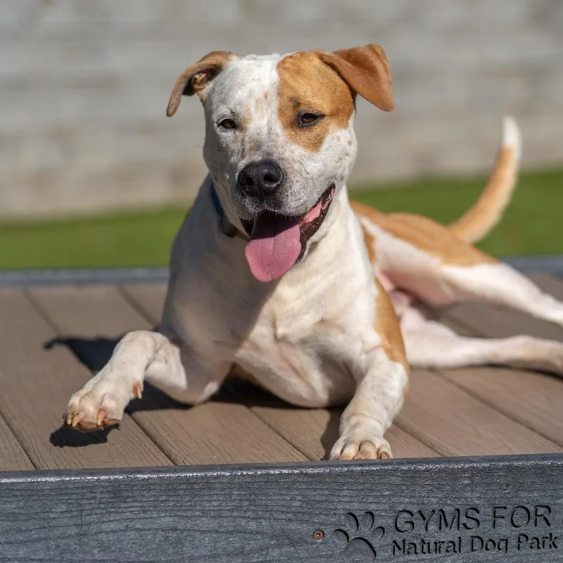 An adult large-sized male Brown / Chocolate Mixed Breed dog named Jerry for adoption in Gainesville, GA