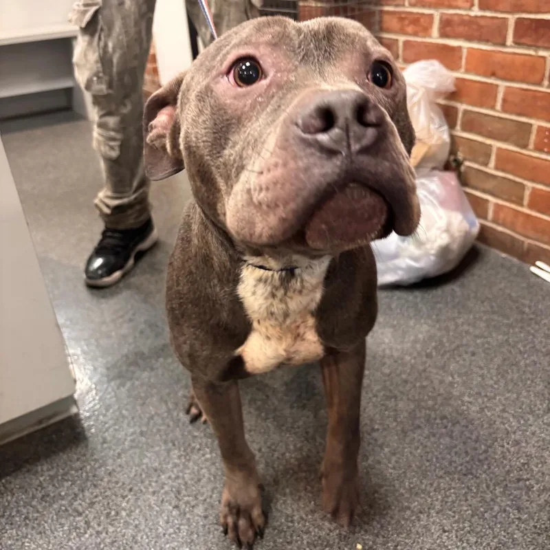An adult medium-sized male Gray / Blue / Silver Mixed Breed dog named Bao Bun for adoption in Allentown, PA