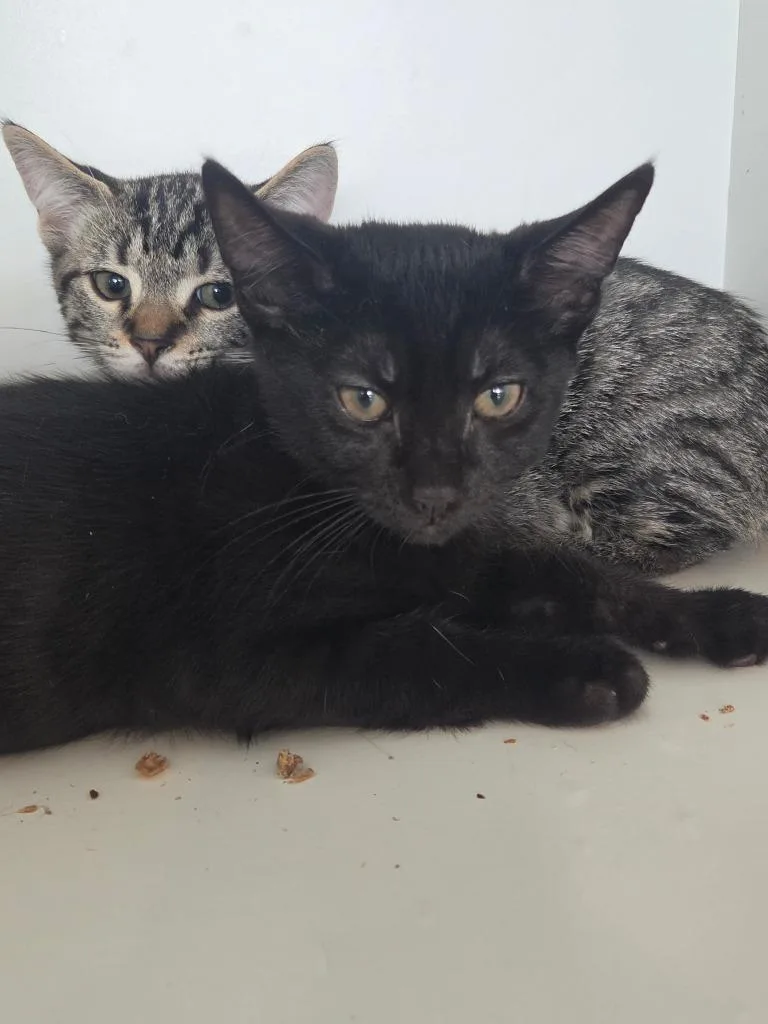 A baby small-sized male Domestic Short Hair cat named Spike for adoption in Hyde Park, NY