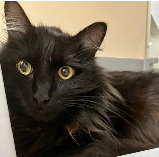An adult large-sized male Domestic Long Hair cat named Smitty for adoption in Springfield, MA