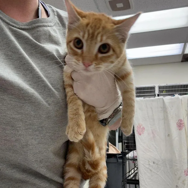 A baby small-sized male Orange / Red Domestic Short Hair cat named Sunkist for adoption in Bastrop, TX