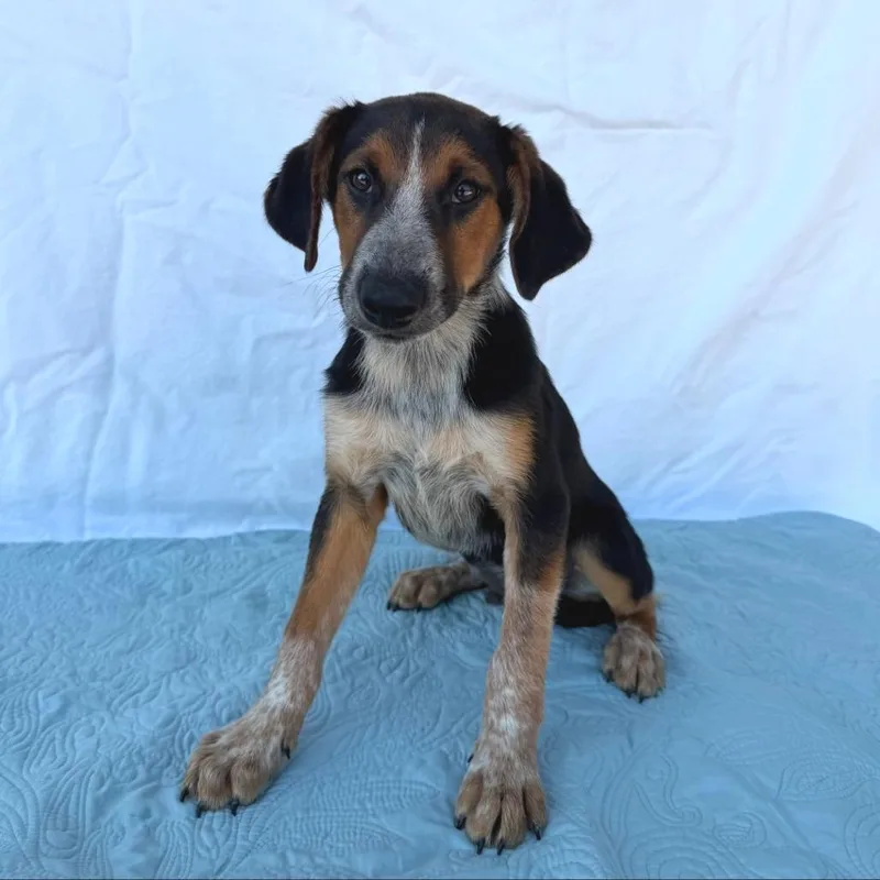 A baby small-sized male Black Mixed Breed dog named Padfoot for adoption in Buffalo, MN