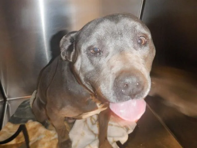A senior large-sized male Pit Bull Terrier dog named Blue for adoption in San Jose, CA
