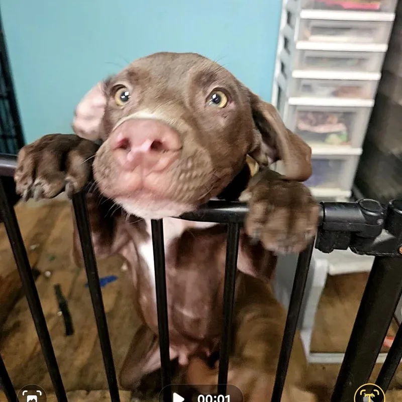 A young medium-sized male Chocolate Labrador Retriever dog named Thing for adoption in phenix city, AL