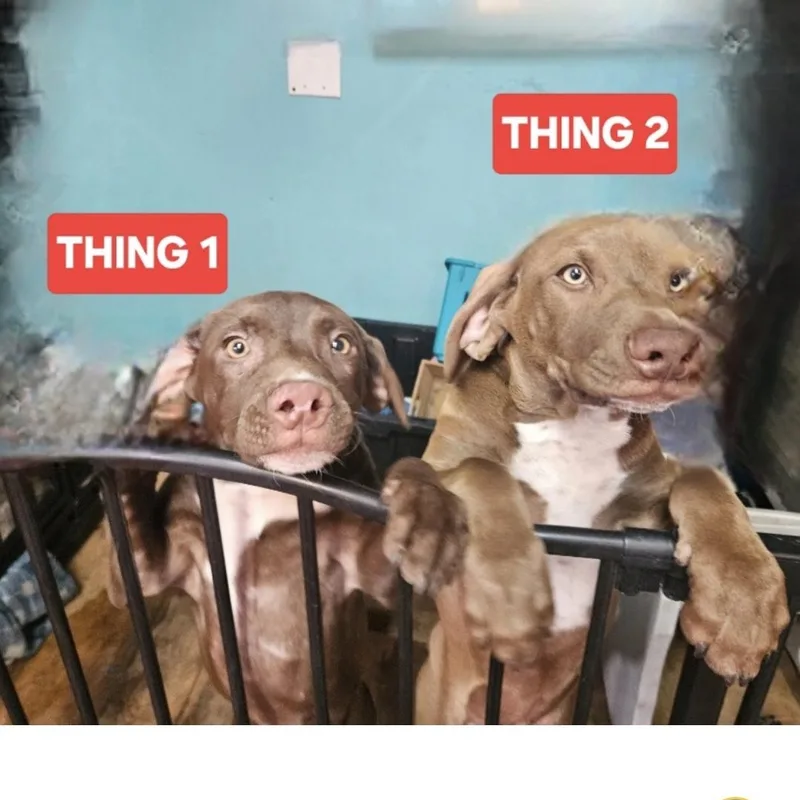 Thing thumbnail 2
