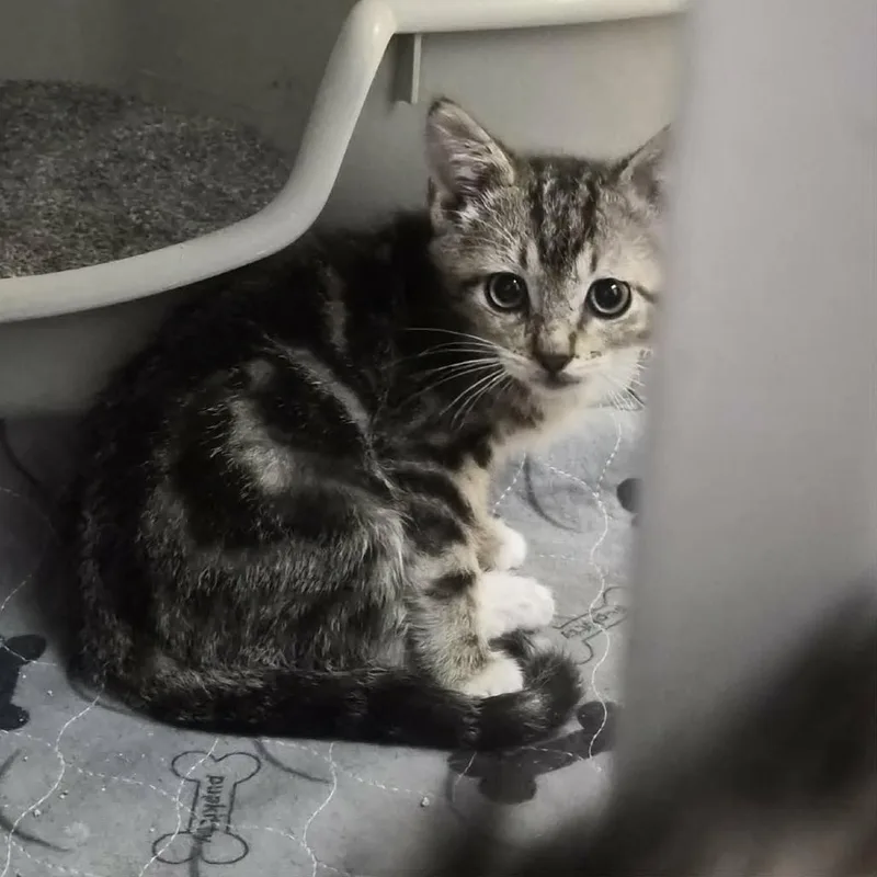 A baby small-sized male Brown / Chocolate Domestic Short Hair cat named Fable for adoption in Las Cruces, NM