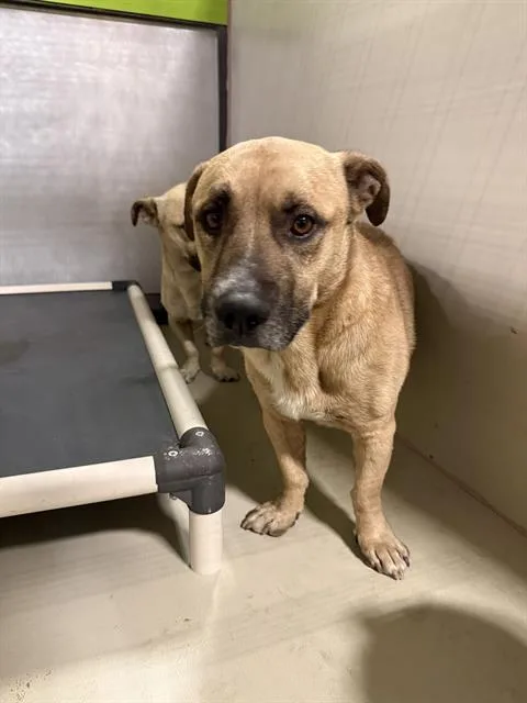 An adult medium-sized male Pit Bull Terrier dog named Sasuke for adoption in Bakersfield, CA
