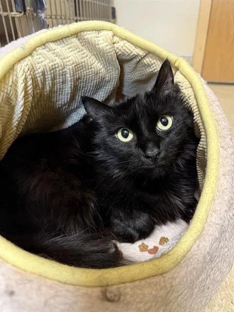 An adult small-sized female Bombay cat named Sassy for adoption in South Lake Tahoe, CA