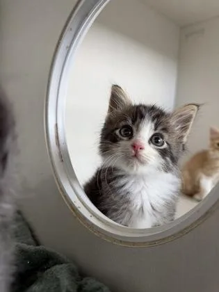 A baby small-sized male Domestic Medium Hair cat named Beef for adoption in Manteo, NC