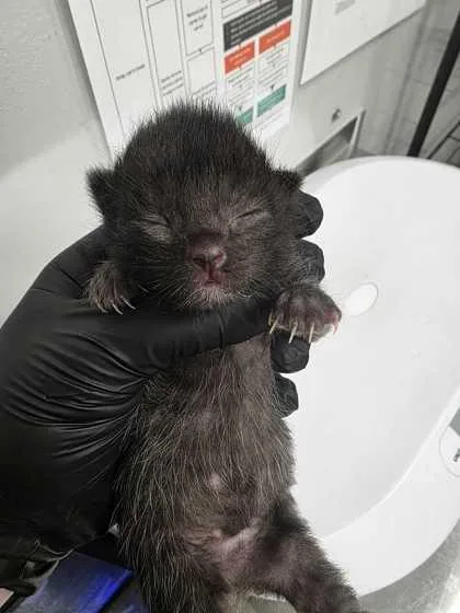 A baby small-sized female Domestic Short Hair cat named Kahlo for adoption in Sevierville, TN