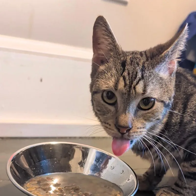 A senior medium-sized male Black Domestic Short Hair cat named Sir Archibald The Th for adoption in York, PA