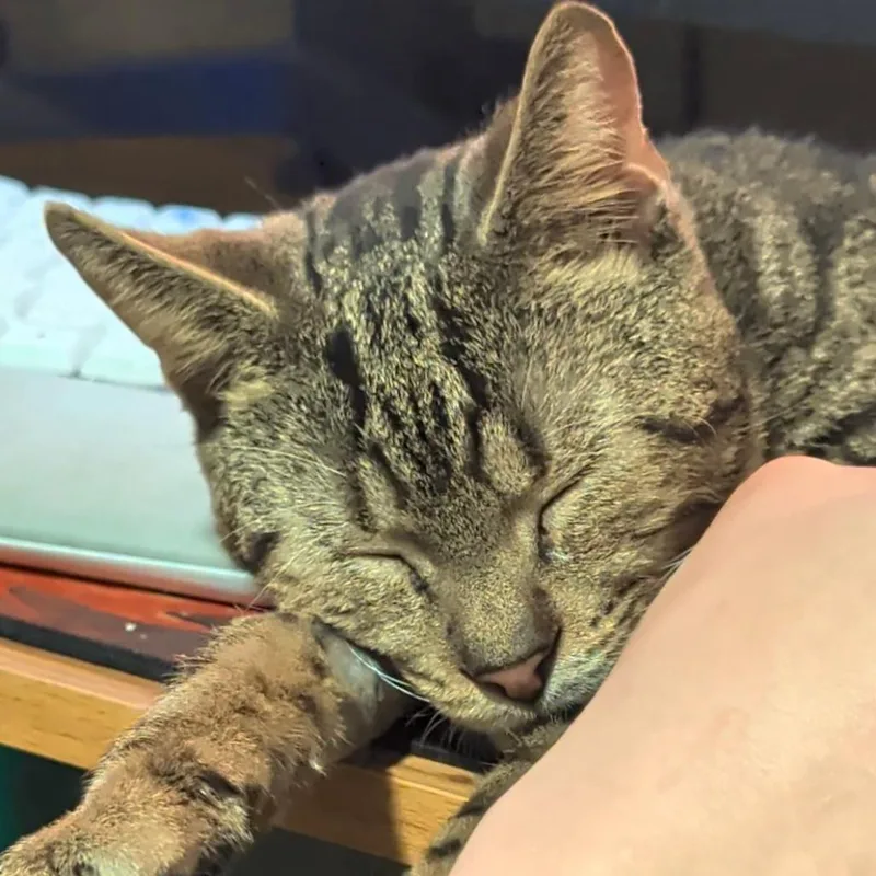 Sir Archibald The Th thumbnail 3