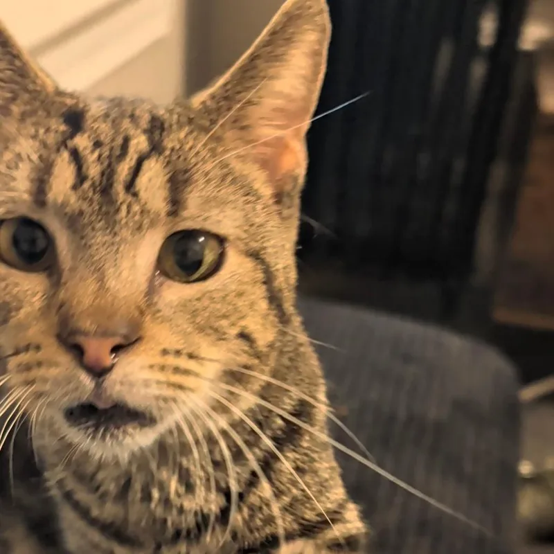 Sir Archibald The Th thumbnail 4