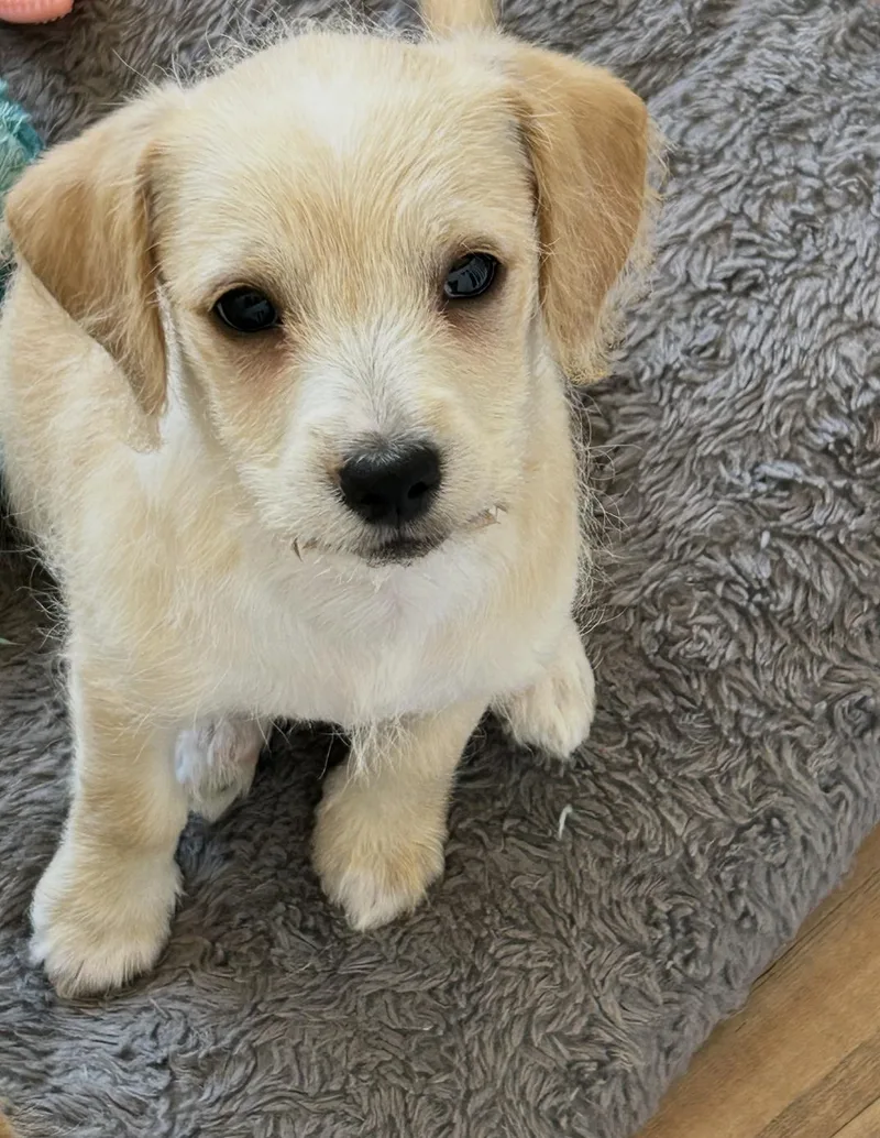 Teddy