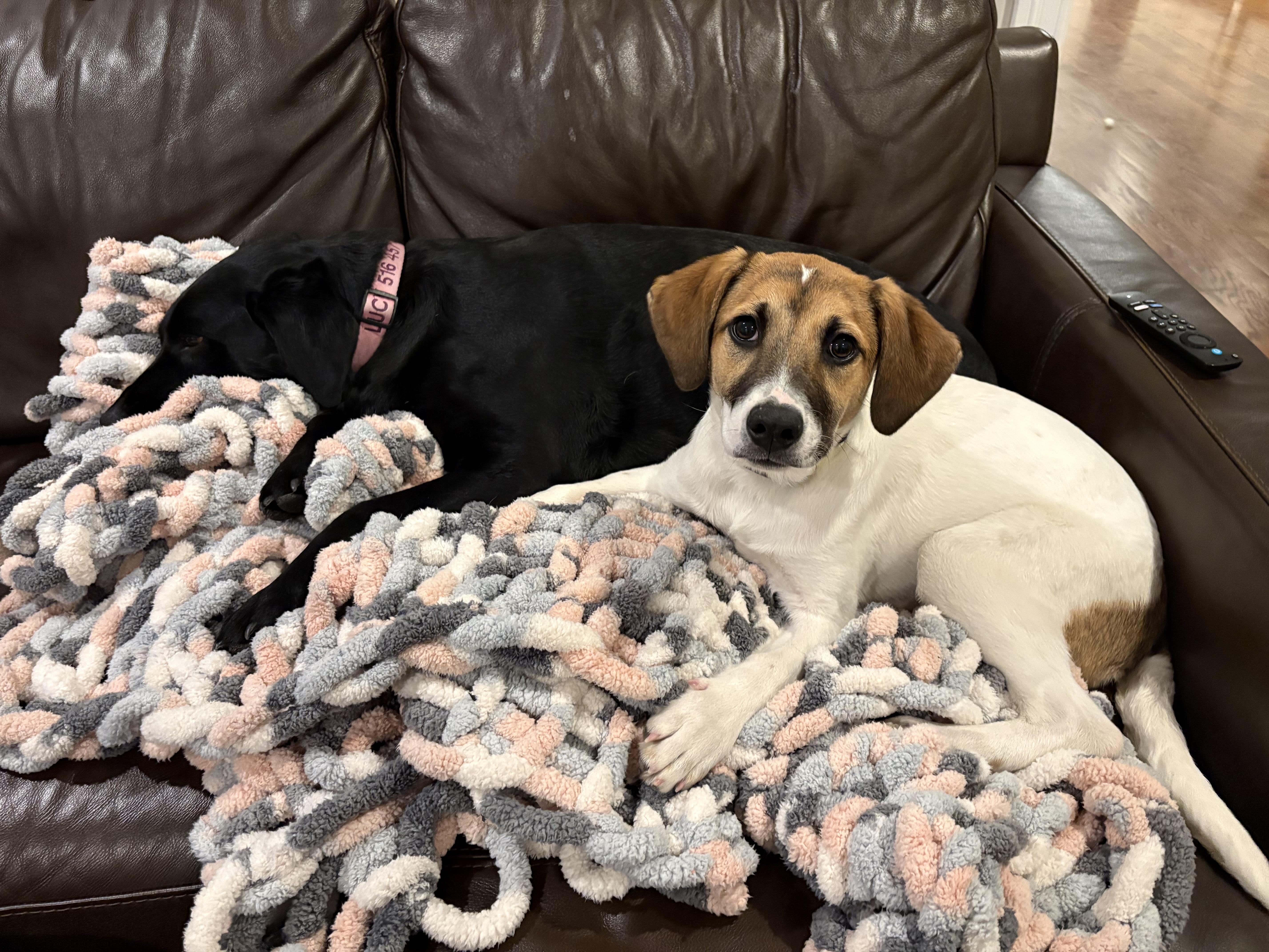 Bindi Best  Local thumbnail 2