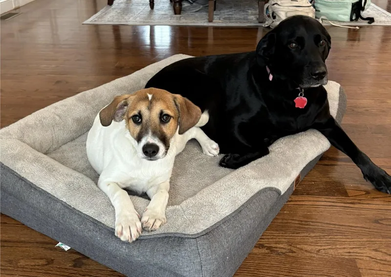 Bindi Best  Local thumbnail 3