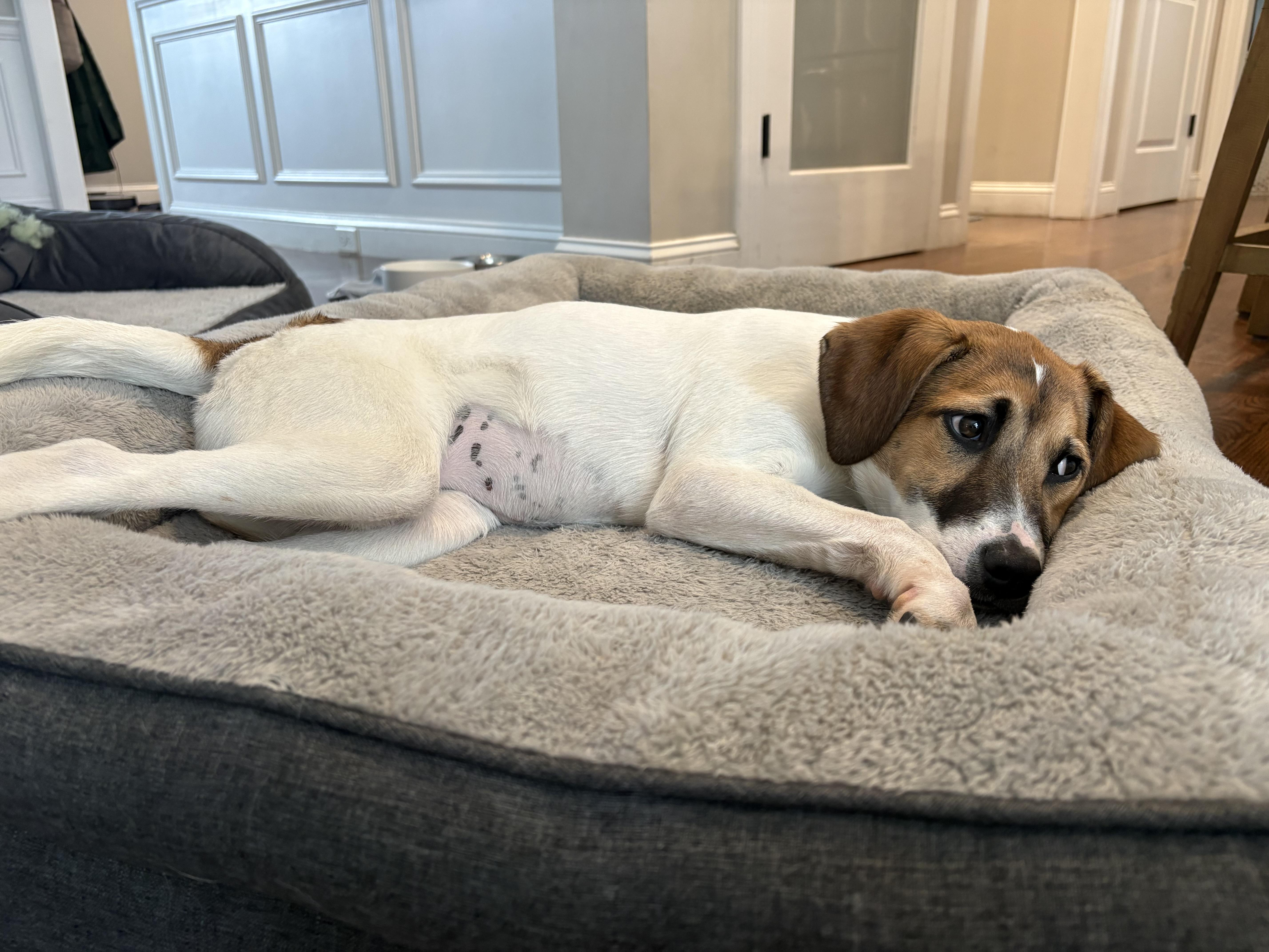 Bindi Best  Local thumbnail 4