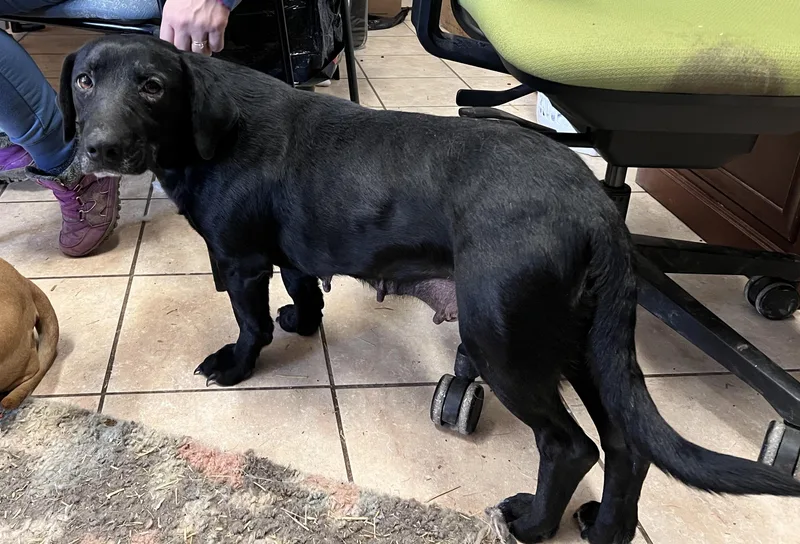 Bindi Best  Local thumbnail 5