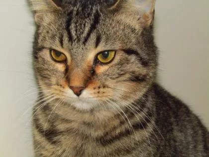 A young medium-sized male Domestic Short Hair cat named Mayberry for adoption in West Memphis, AR