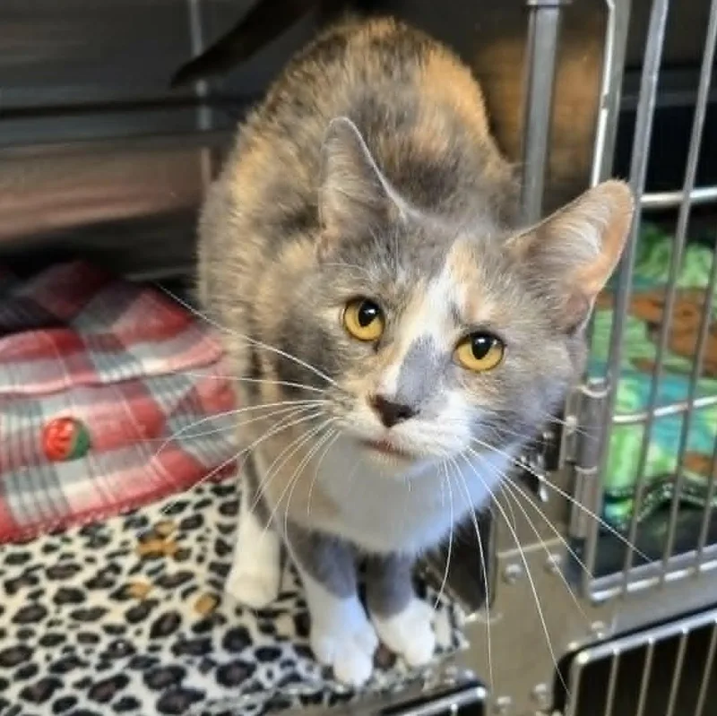 A young medium-sized female Dilute Calico Domestic Short Hair cat named Lavender for adoption in Watertown, WI