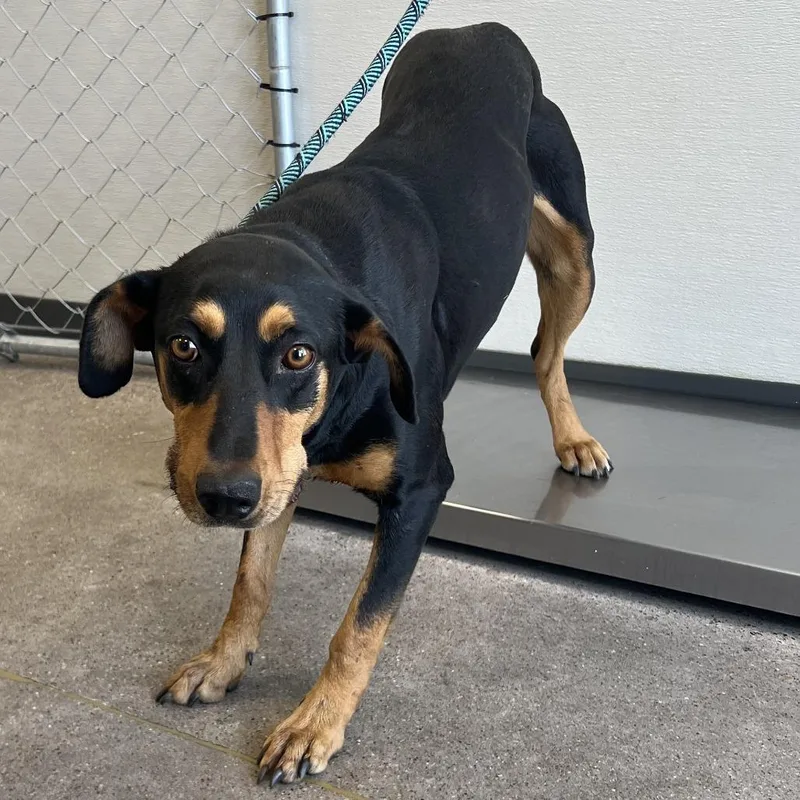 An adult medium-sized female Black Mixed Breed dog named 106622 for adoption in Las Cruces, NM