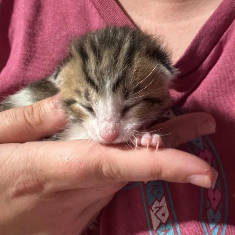 A baby small-sized female Torbie Domestic Short Hair cat named Belle for adoption in Hanna City, IL