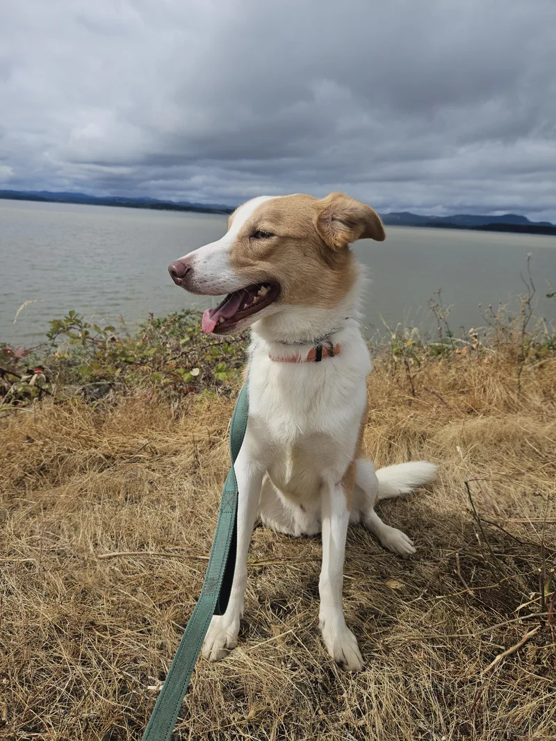 A young medium-sized male Merle (Red) McNab dog named Leonard for adoption in Junction City, OR