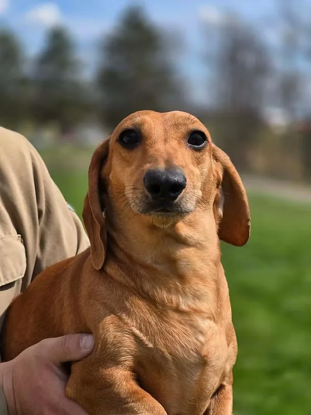 An adult small-sized female Golden Dachshund dog named Rose for adoption in New York, NY
