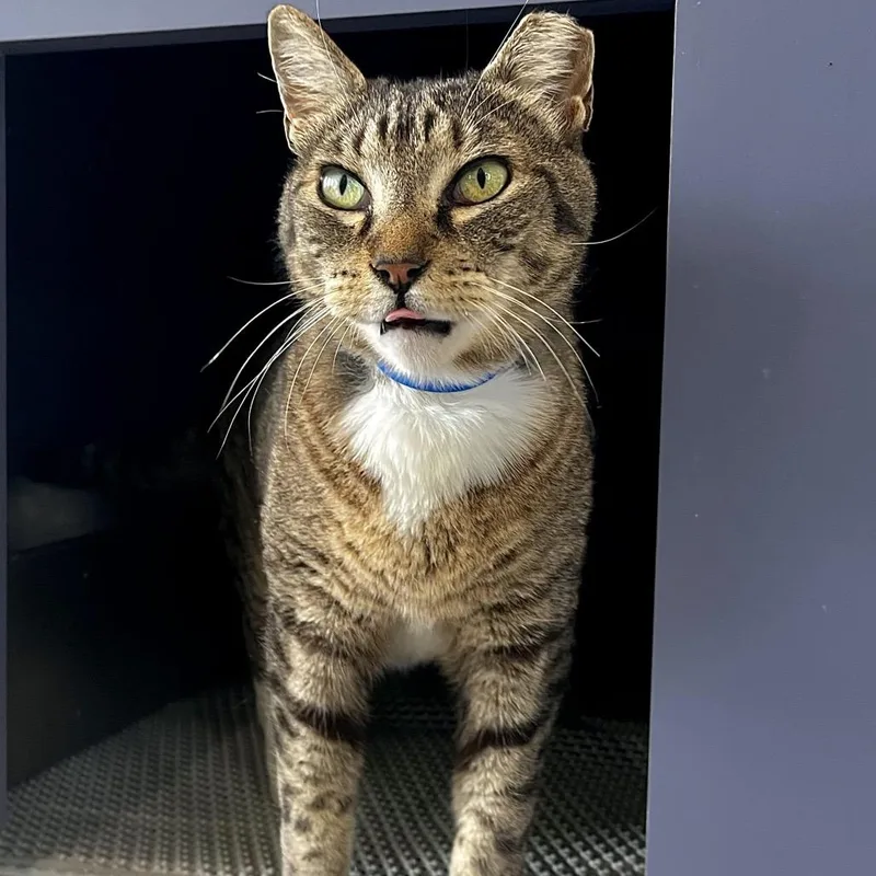 A senior medium-sized male Brown / Chocolate Domestic Short Hair cat named Knox for adoption in Englewood, FL