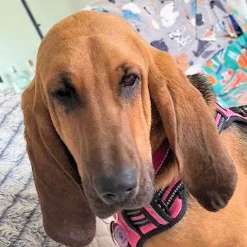 A young large-sized female Bloodhound dog named Ella for adoption in Leawood, KS