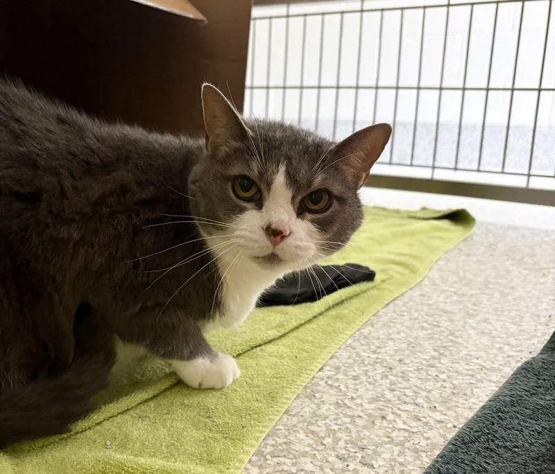A senior small-sized female Tabby (Gray / Blue / Silver) Domestic Short Hair cat named Magnolia for adoption in Raleigh, NC