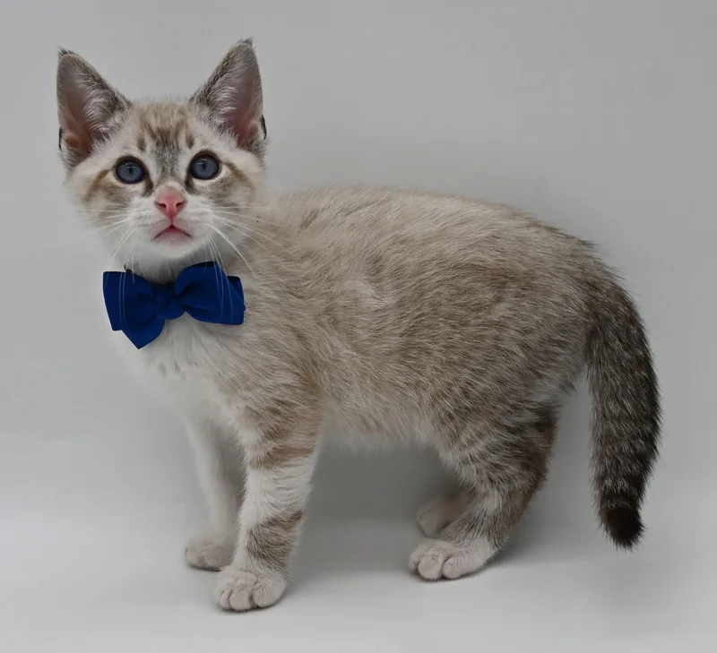 A baby medium-sized male Siamese cat named Donny for adoption in Mobile, AL