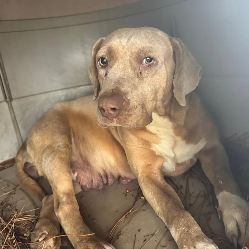 An adult medium-sized female Mixed Breed dog named Taffy for adoption in LOXAHATCHEE, FL