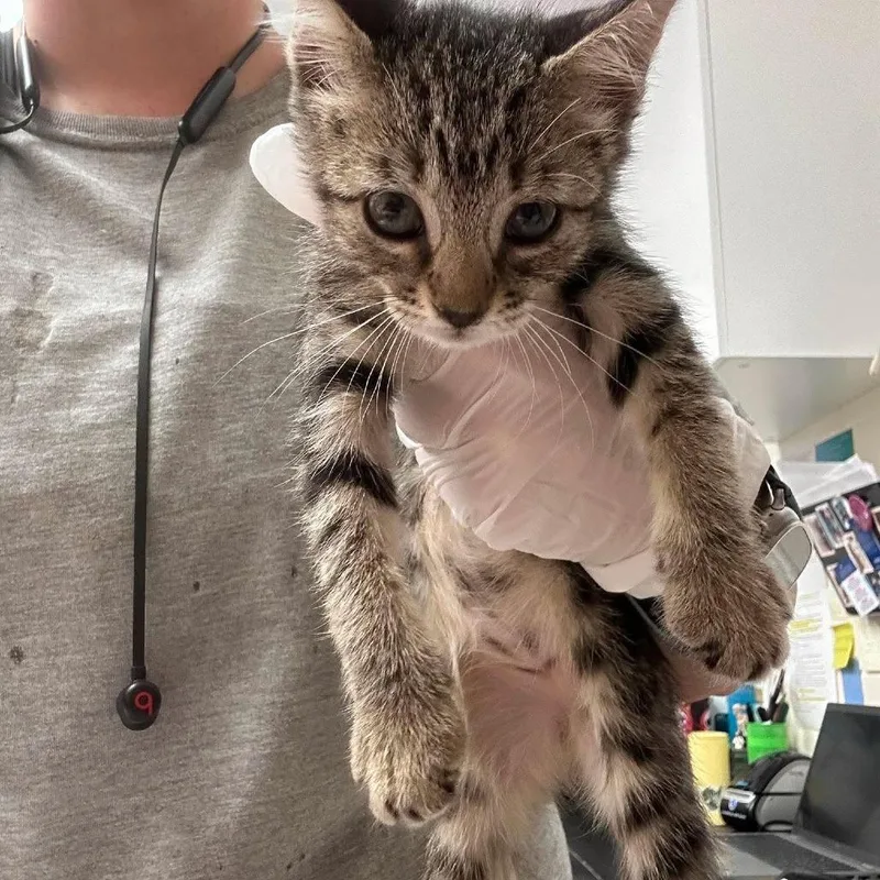A baby small-sized female Brown / Chocolate Domestic Short Hair cat named Marsha for adoption in Bastrop, TX