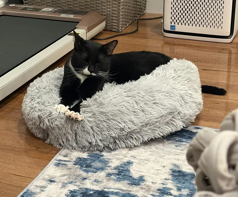 A young medium-sized male Black & White / Tuxedo Domestic Short Hair cat named Kevin for adoption in Roslindale, MA