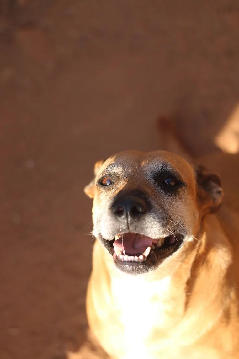 A senior medium-sized female Mixed Breed dog named Audrey for adoption in Guthrie, OK