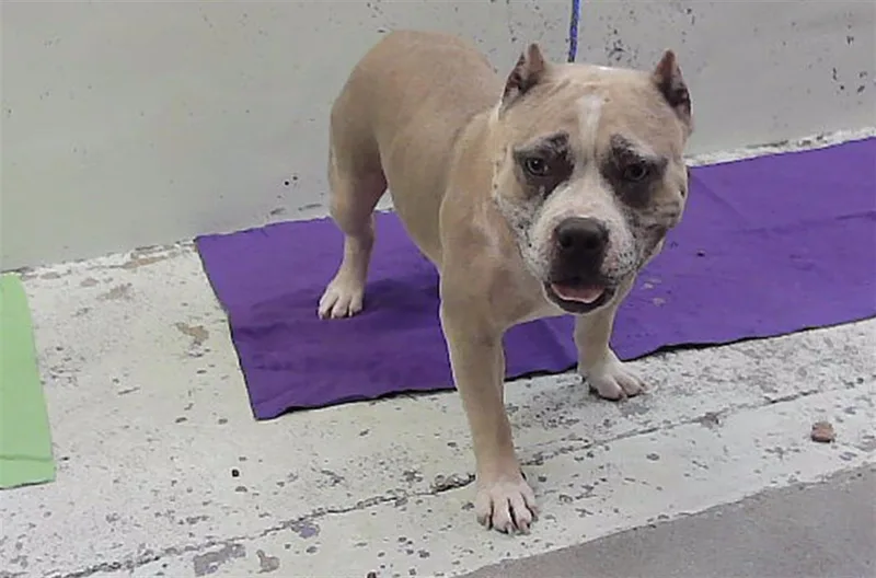 A young large-sized female Staffordshire Bull Terrier dog named A for adoption in Houston, TX