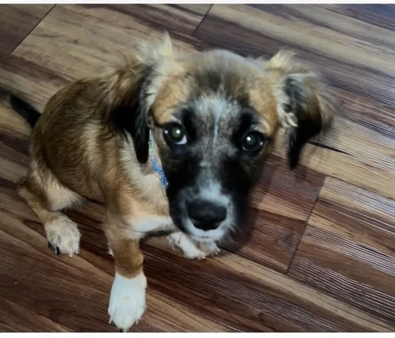 A baby small-sized male Brown / Chocolate Dachshund dog named Zeus for adoption in Anthem, AZ