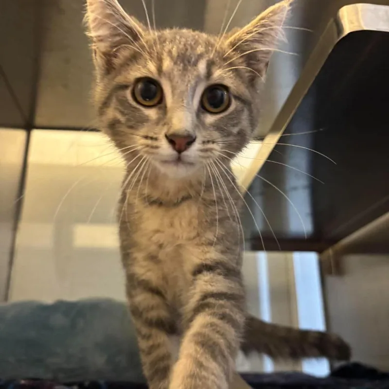 A baby small-sized male Gray / Blue / Silver Domestic Short Hair cat named Boston for adoption in Glenwood, MN