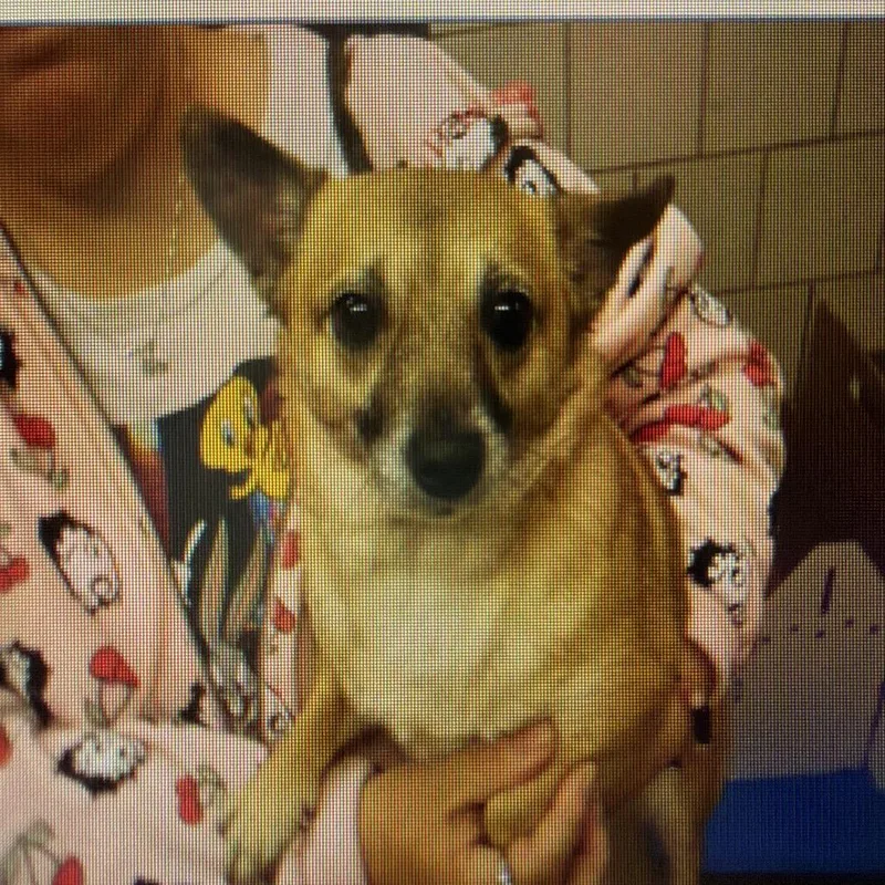A baby small-sized female Chihuahua dog named Muneca for adoption in Northbrook, IL